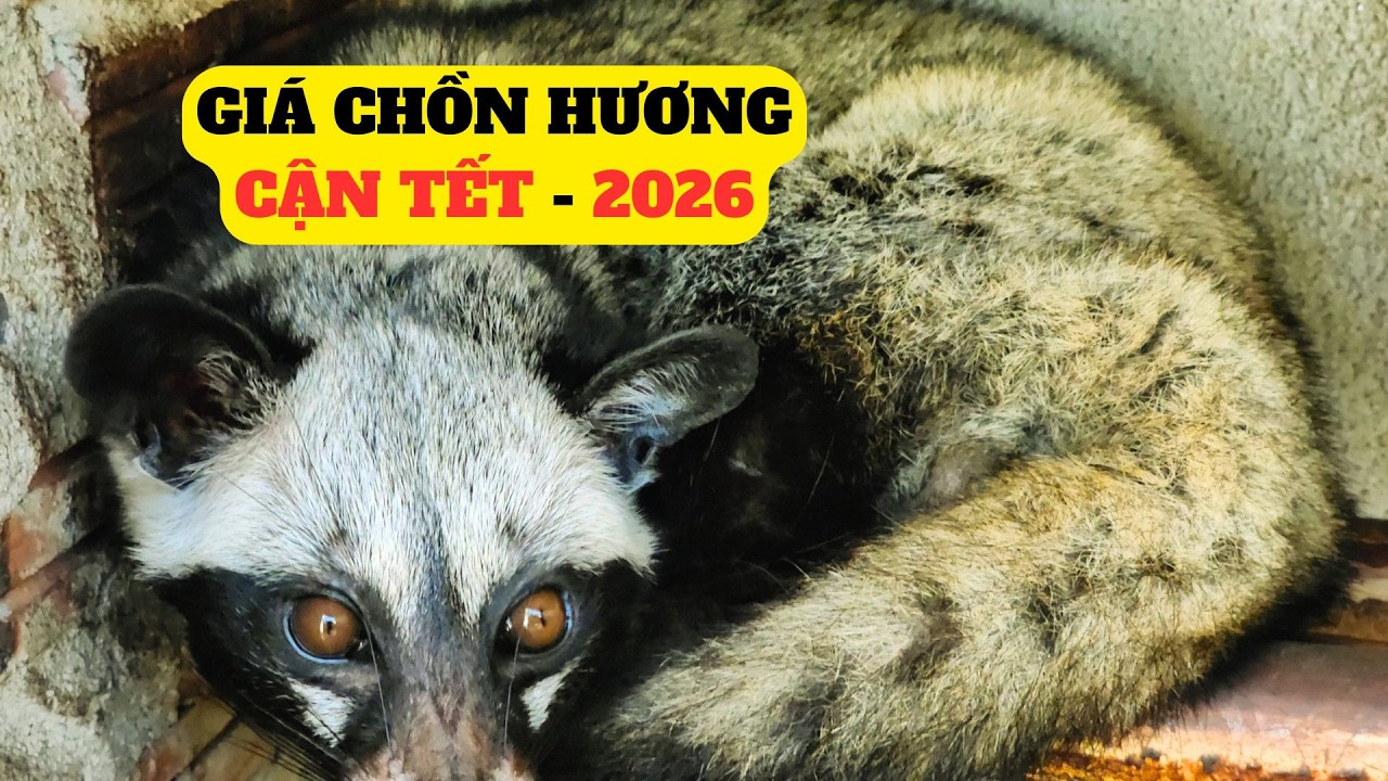 Cận Tết 2026 Giá Chồn Hương Thương Phẩm Bắt Đầu Nóng Lên Từng Ngày - Trại Giống Đông Sơn