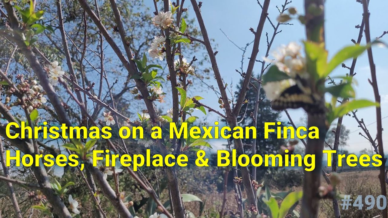 Christmas on a Mexican Finca 🇲🇽🔥 Horses, Fireplace & Blooming Trees