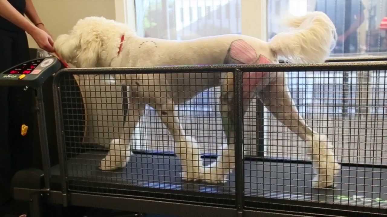 Introducing HEAL Veterinary Hospital