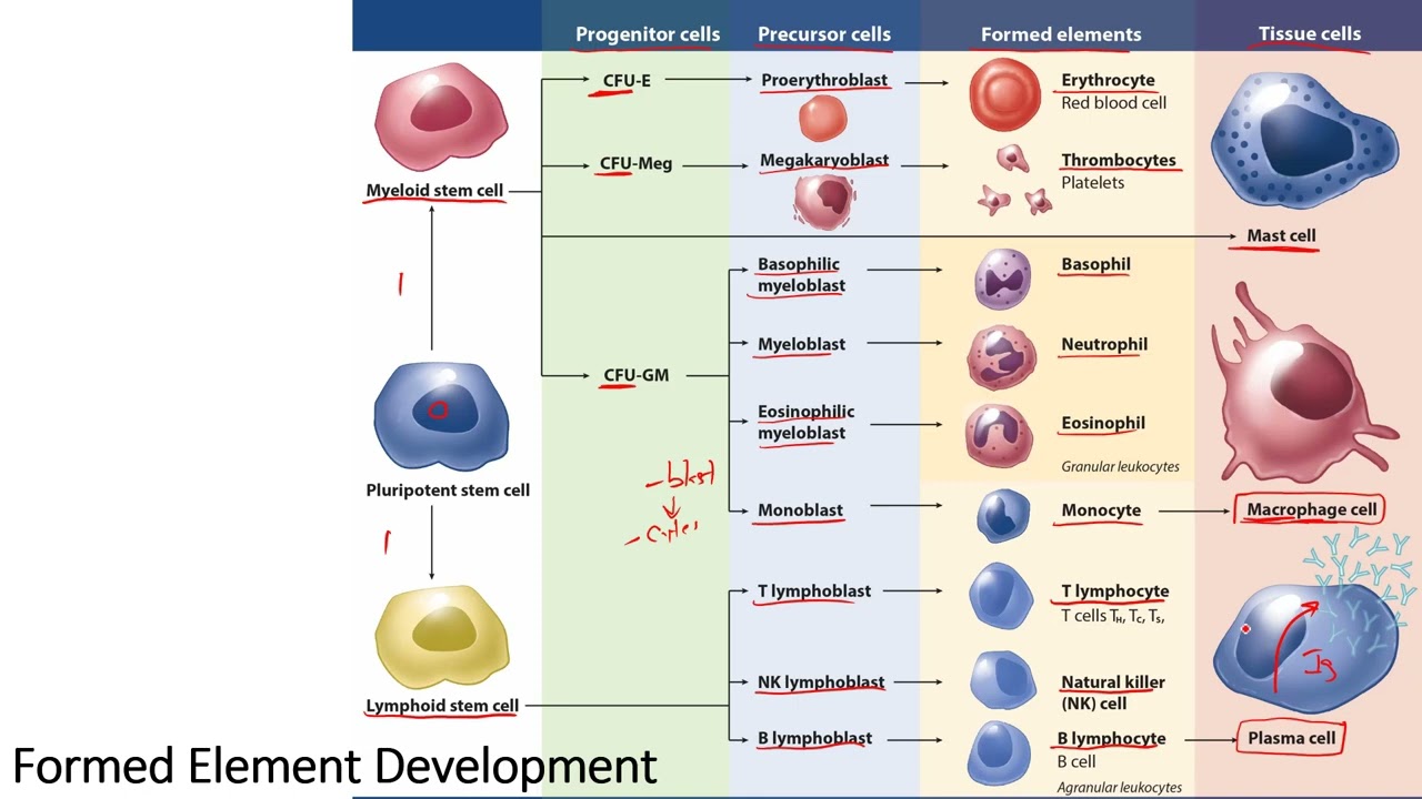 Formed Elements