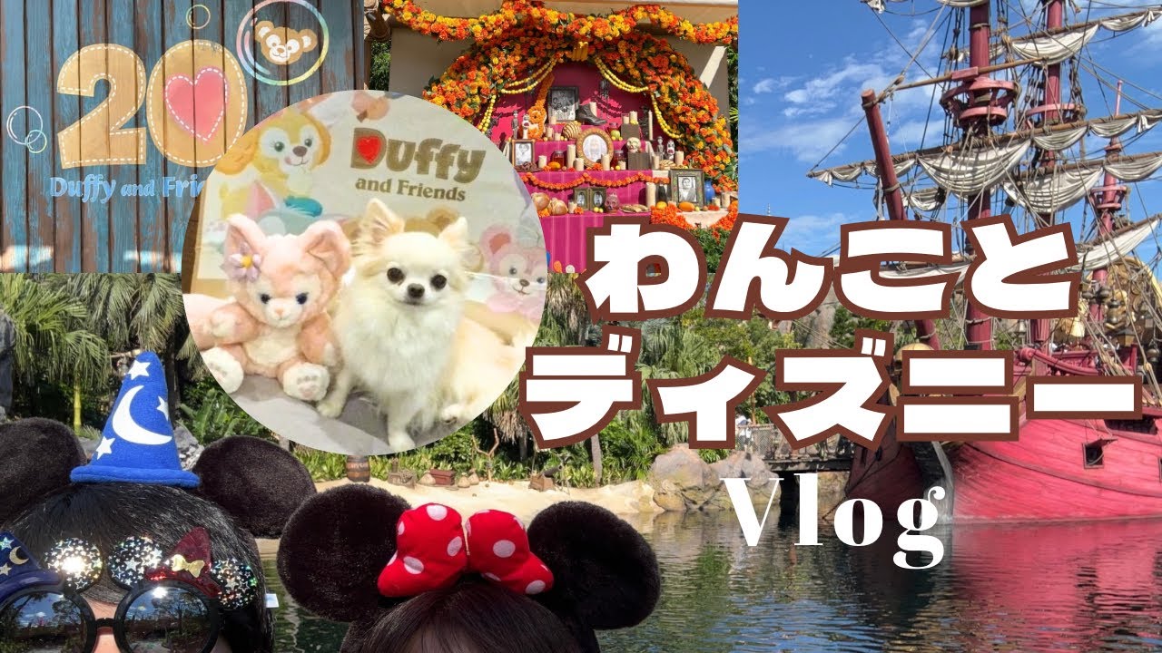 愛犬チワワとディズニー旅🐾シェラトングランデトーキョーベイ宿泊Vlog