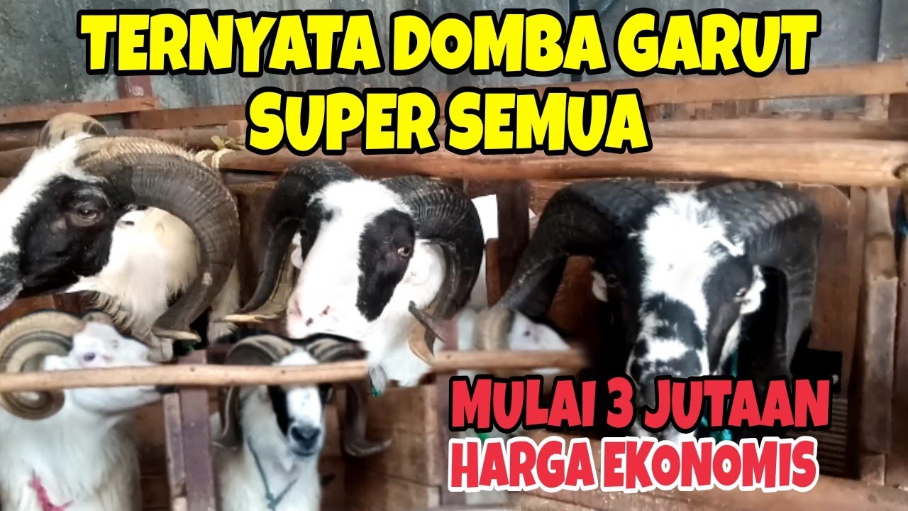 HARGA DOMBA GARUT di KANDANG UD.FIRDAUS CIREBON