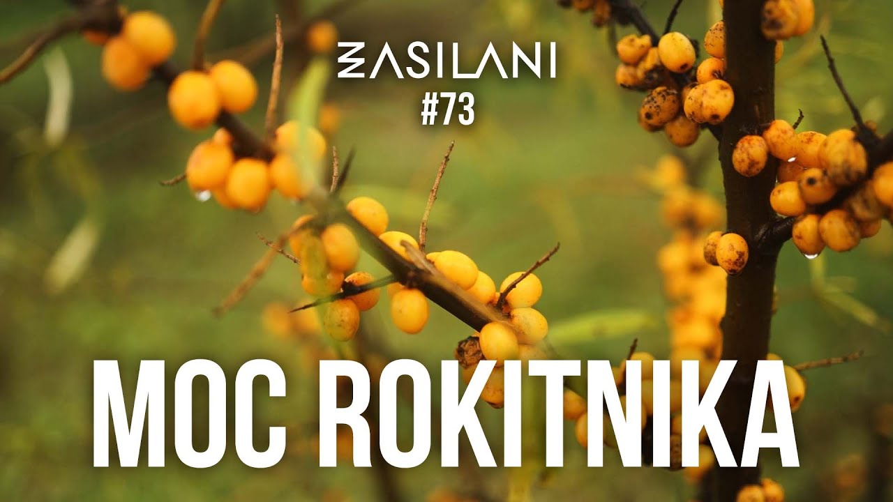 Moc rokitnika. Zasilani #73