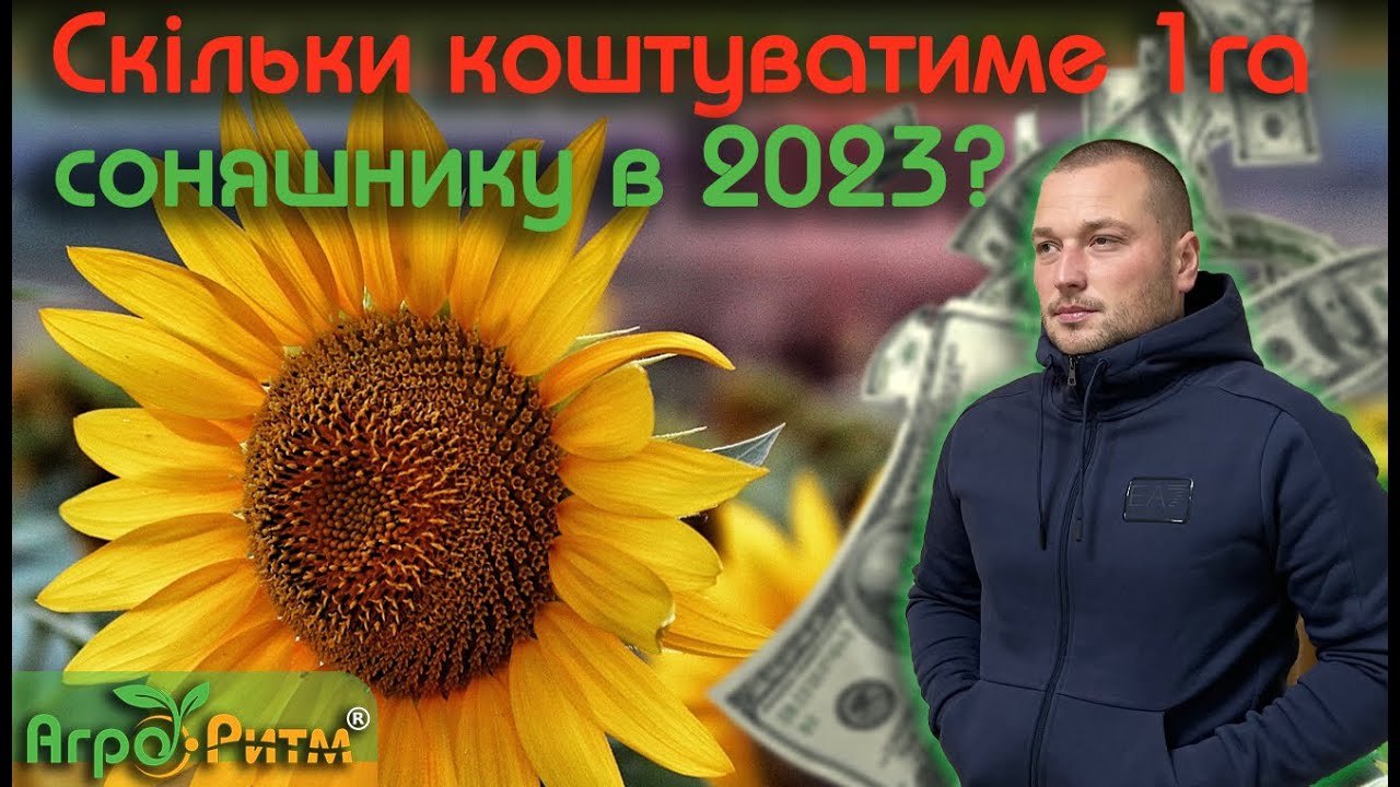 ❗ГРОШЕЙ НЕ ВИСТАЧИТЬ: СКІЛЬКИ КОШТУВАТИМЕ 1ГА СОНЯШНИКУ В 2023?