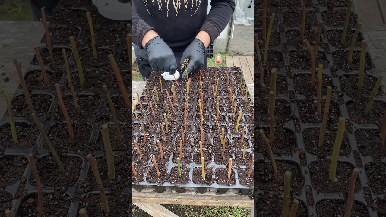 Сімейний розсадник рослин 🧑&zwj;🌾 Розмноження лохини#shortsvideo #berry #hazelnut #ДенКолСад
