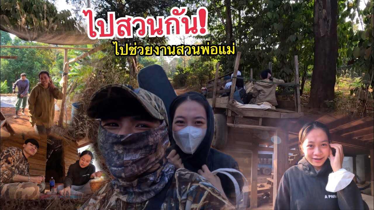 พาเมียกลับบ้านไปช่วยงานพ่อแม่ที่สวน//ພາເມຍກັບບ້ານໄປຊ່ວຍວຽກສວນພໍ່ແມ່