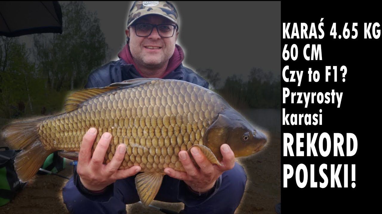 Karaś 4.65 kg 60cm NOWY REKORD POLSKI