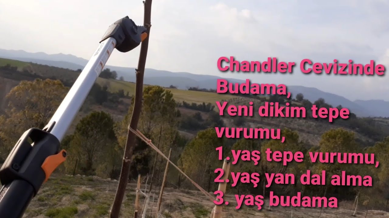34- Chandler Cevizinde Budama, yeni dikim tepe vurumu, 1.yaş taçlandirma budamasi, 2.yaş yandal alma