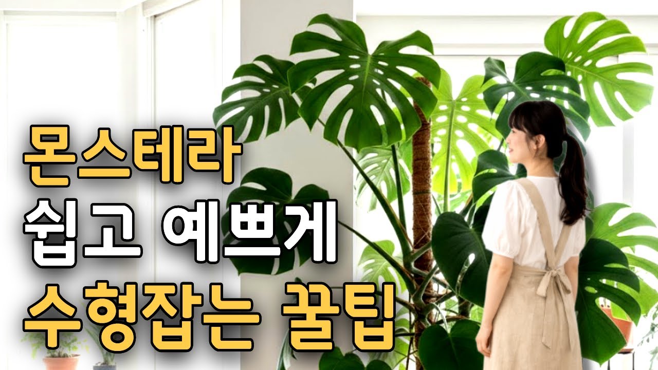 몬스테라 수형 잡기 및 관리 꿀팁 | 수경재배 물갈이