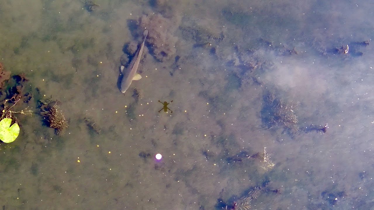 Carp fishing with a drone - Holy Stone HS720e