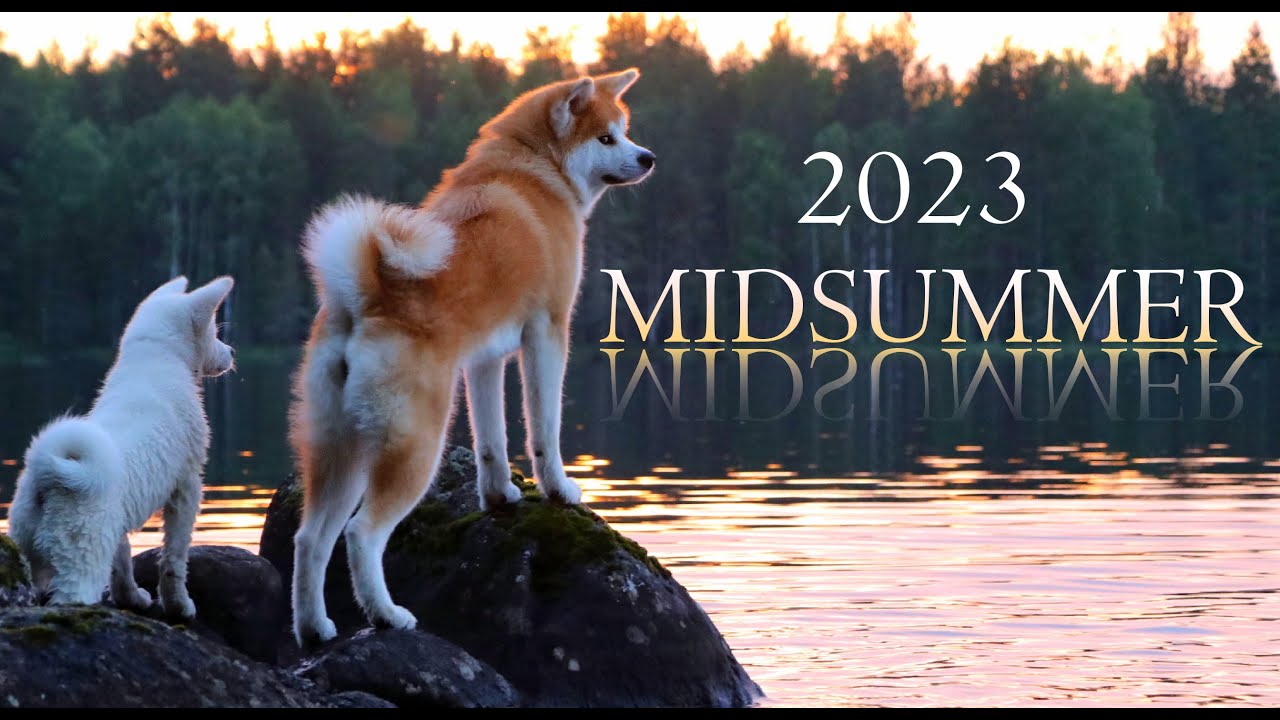 Akita Inu | Midsummer 2023