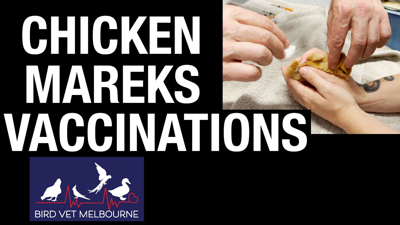 Vaccinating Chickens for Marek's Disease