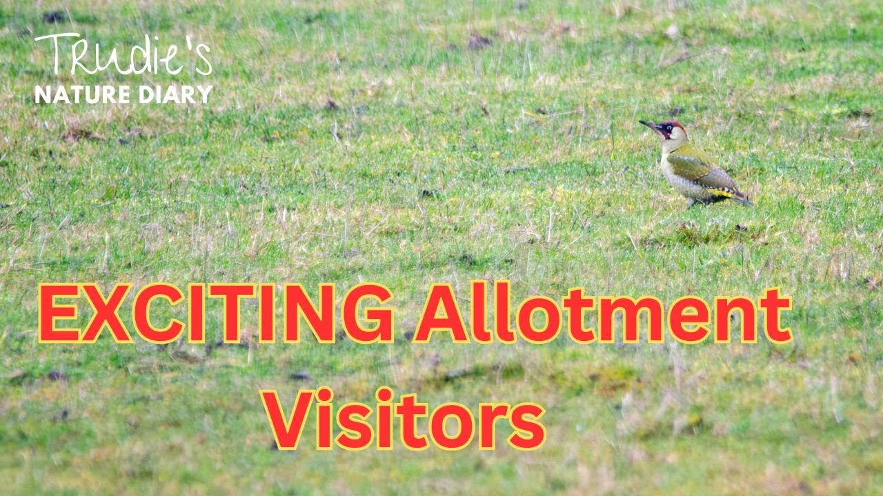 Green Woodpeckers at the Allotment | Nature Diary | Wildlife Photography