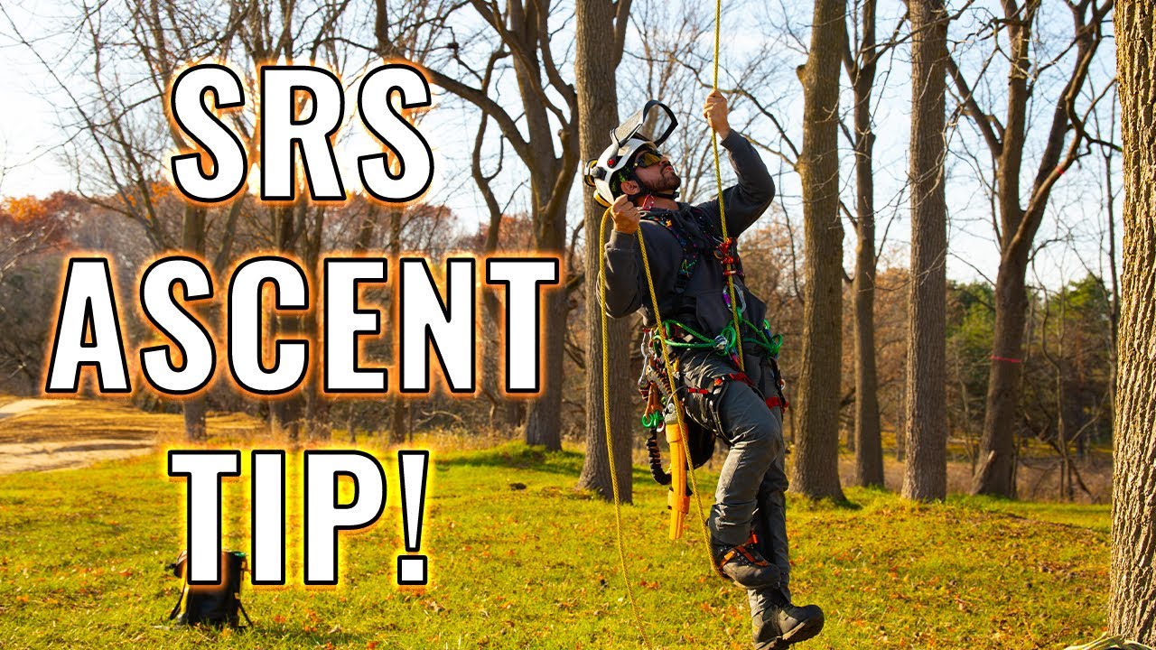 Tree Climbing Tip: Ascent