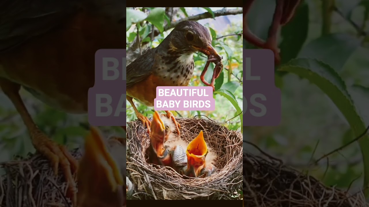 BABY EATING TIME🐦🐦🐦🐦🐦🐦🐦🐦🐦🌹❤️🌹❤️🐦🐦🐦🌹❤️🐦🌹🐦❤️🌹🌹🌹🌹🌹🐦🐦🐦🐦🐦🐦🐦