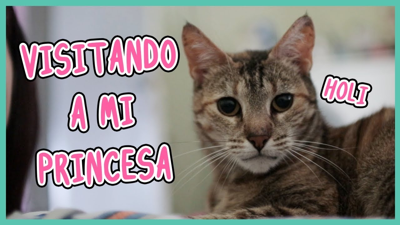 Mi vieja cámara y mis gatillos (#Vlogmas Day 6)