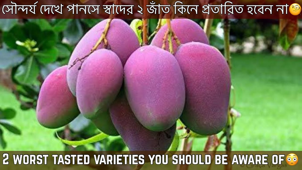 ২ টি জাত দেখতে আকর্ষণীয় হলেও স্বাদ একেবারে পানসে🤮Appealing But Flavorless Mango