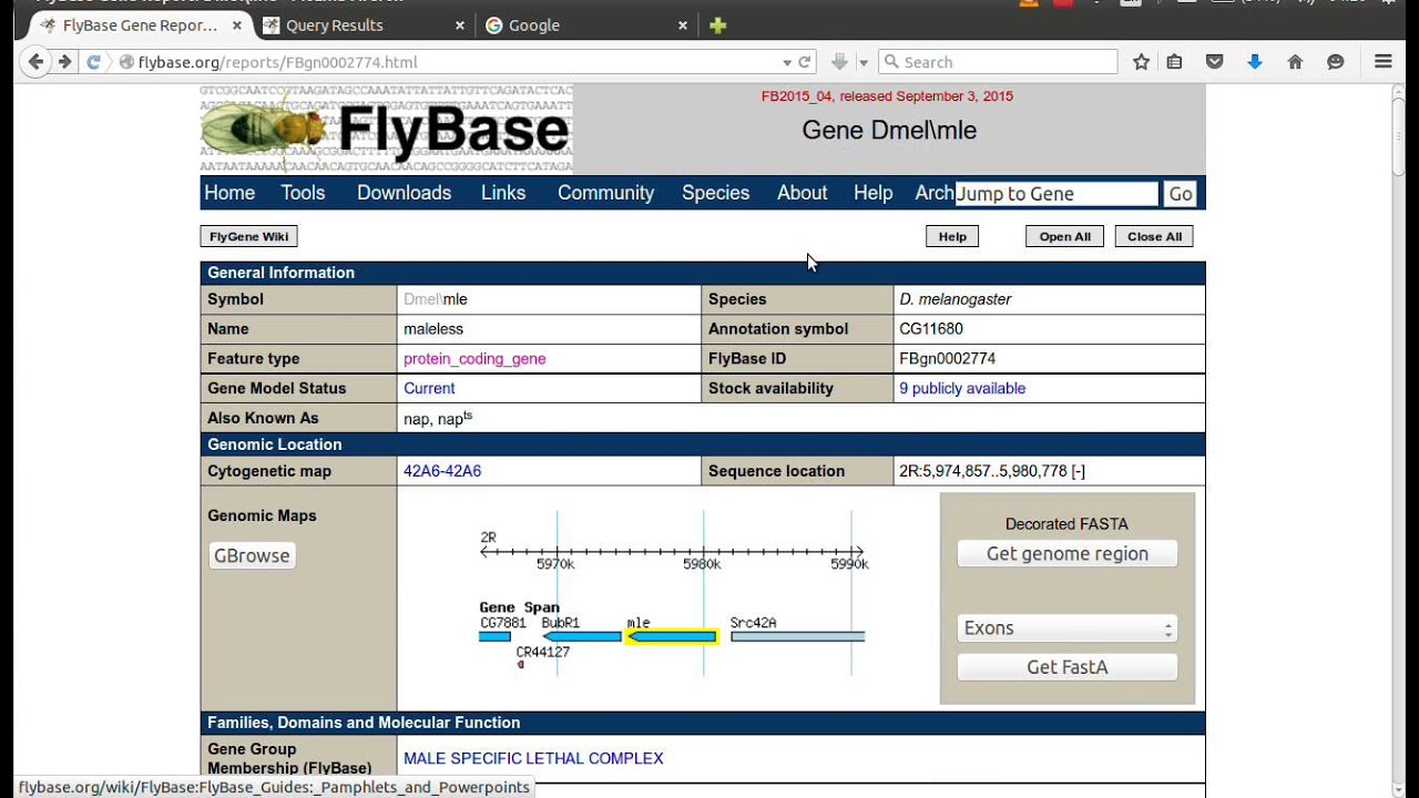 Flybase Short Demo