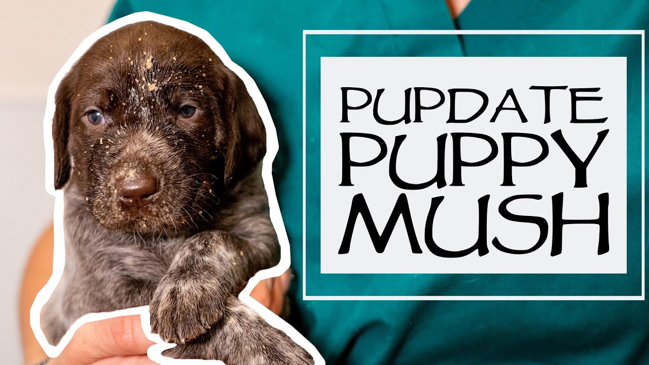 Caring For A New Litter - Weaning Puppies - How To Make Puppy Mush - Just Over 3 Weeks Old