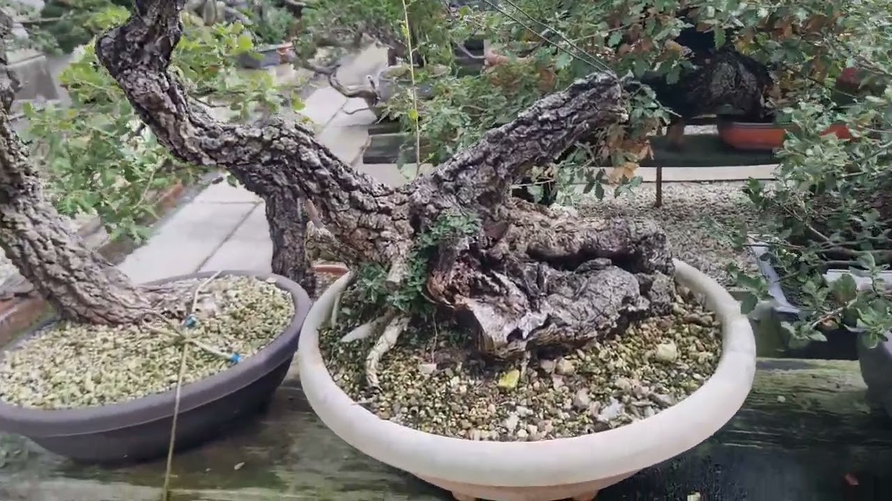 Estantería x estantería quercus