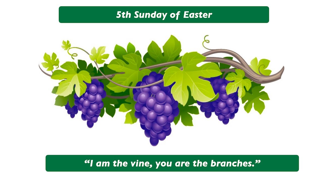I am the vine; you are the branches.  Homily for the 5th Sunday of Easter, Year B.