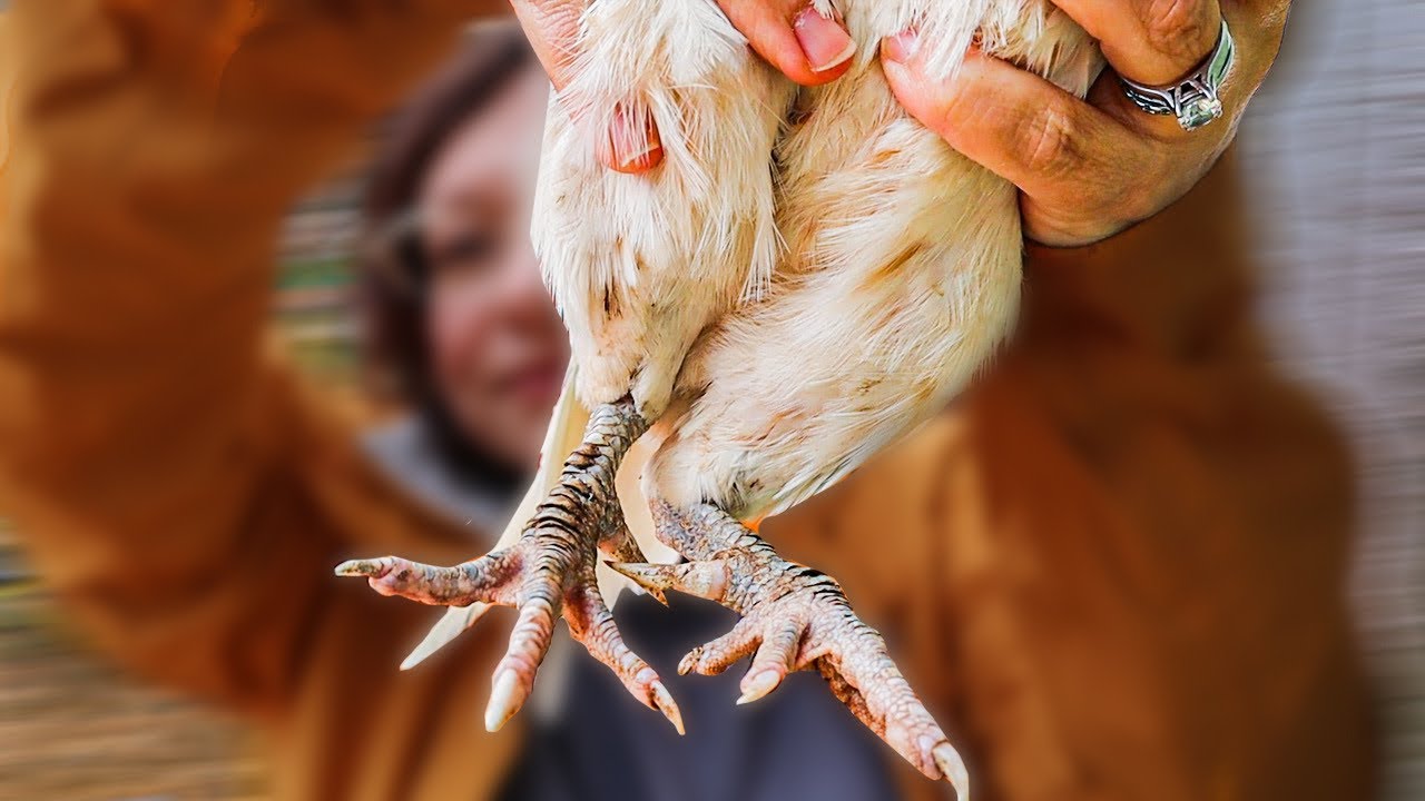 Клещи на куриных лапках — самое простое и быстрое лечение