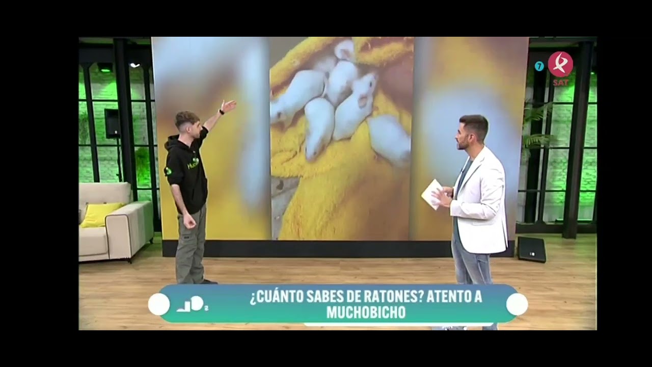 ¿Son los RATONES mascotas?🐀 Dos de Tarde 01x02