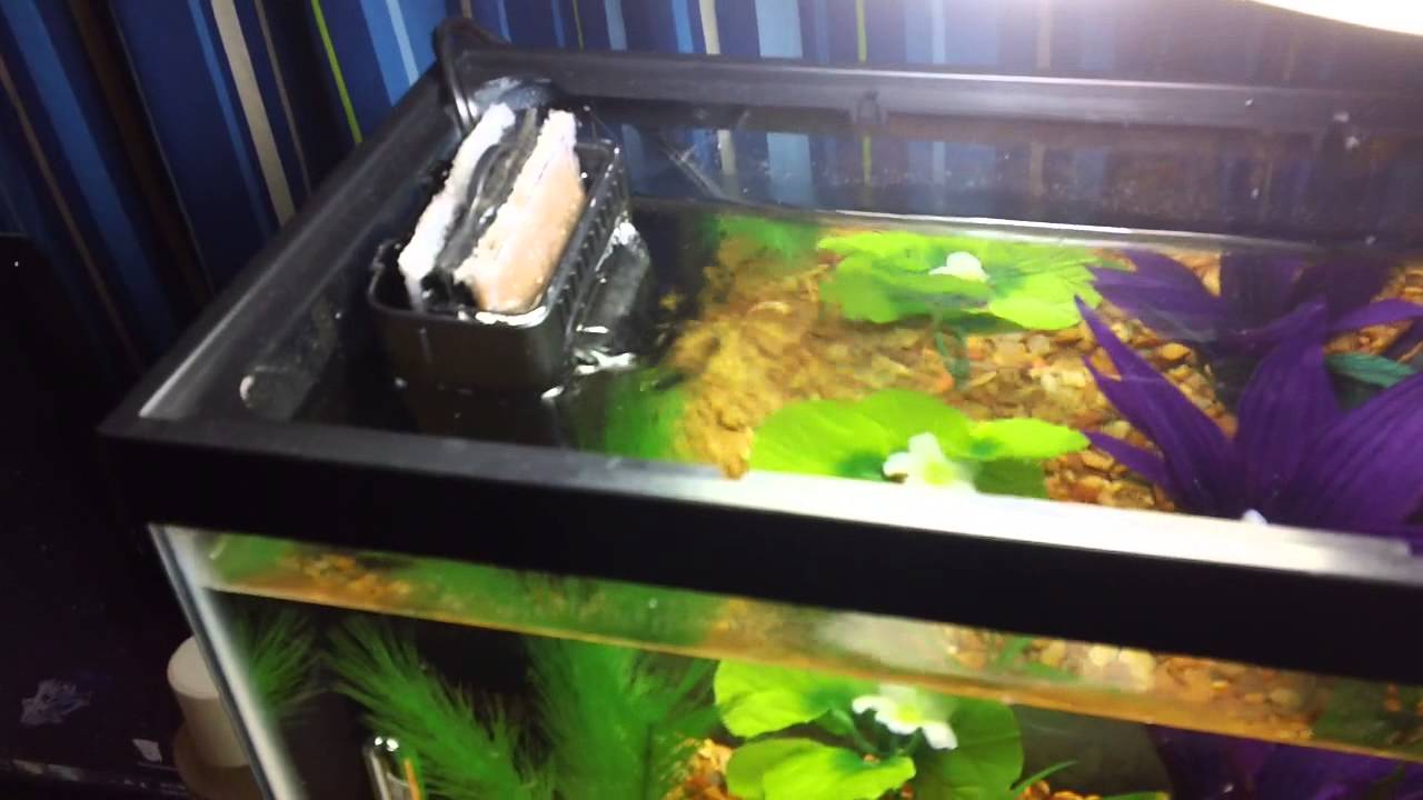Marina i25 Review with 2.5 gallon betta tank