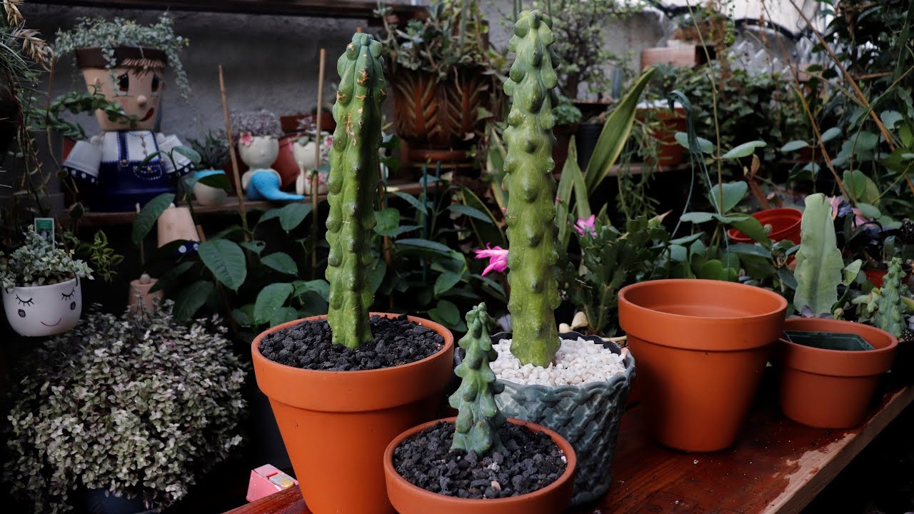 Como Cuidar Y Transplantar Booby Cactus🌵