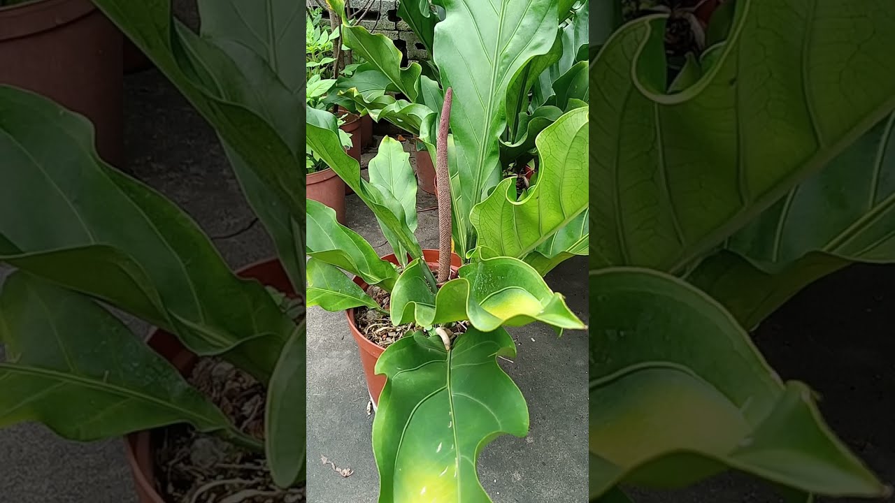 [ Bird's Nest Anthurium ] 波浪火鶴 波浪火鹤