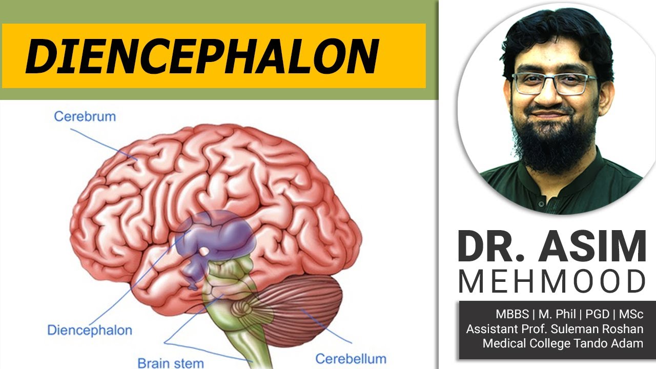 Parts of Brain | Diencephalon | Limbic System | Hypothalamus | Hindi / Urdu