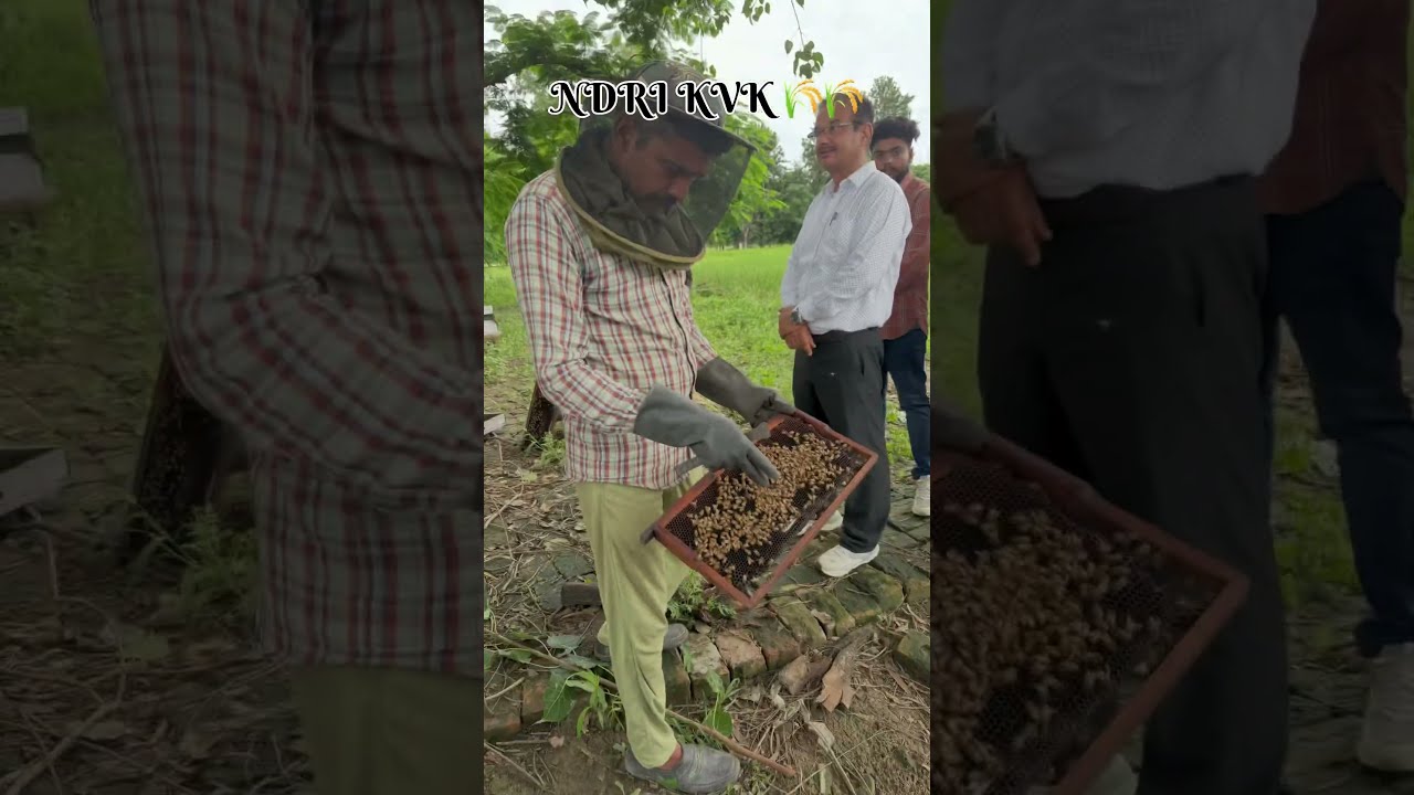 Glimpse of NDRI karnal Rawe program 🌾🌾 #agriculture #galgotiasuniversity #ndri