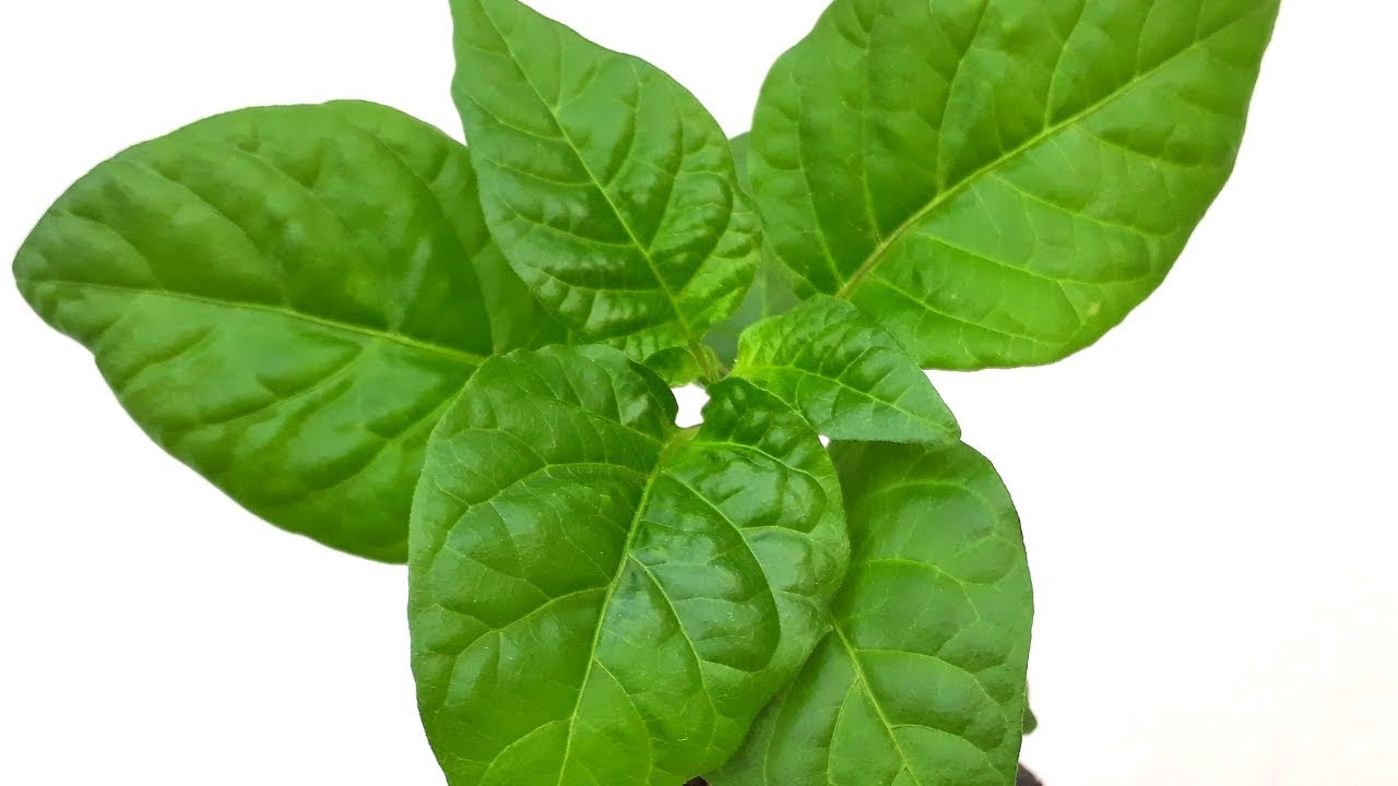 Plantines / Plántulas de Chile [Carolina Reaper] Primer Trasplante y Cuidados