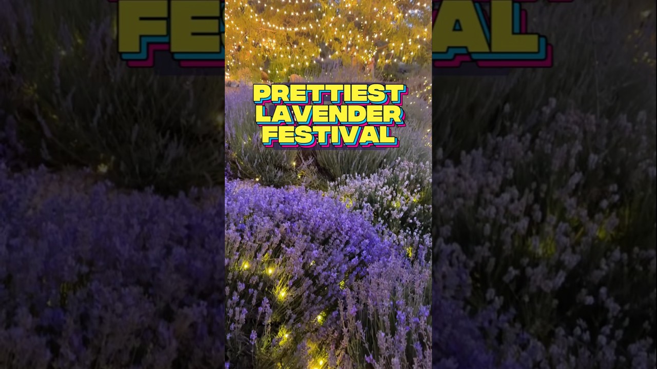 123 Farm Lavender Festival 💜#californiablogger #californialife #lifestylebloggers #californiaholics