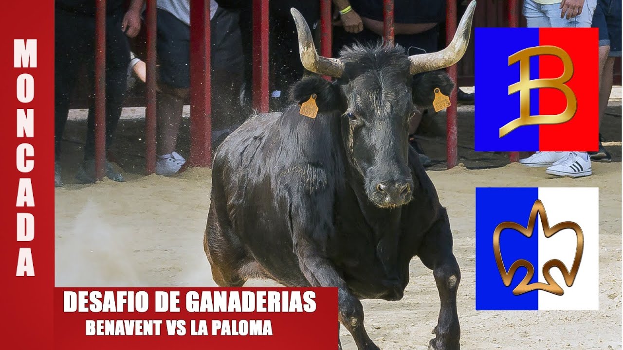 👍 Moncada 08 01 2022 ◾Desafío de Ganaderías◾ Poderosa VS Montañesa◾ Benavent y La Paloma 👍