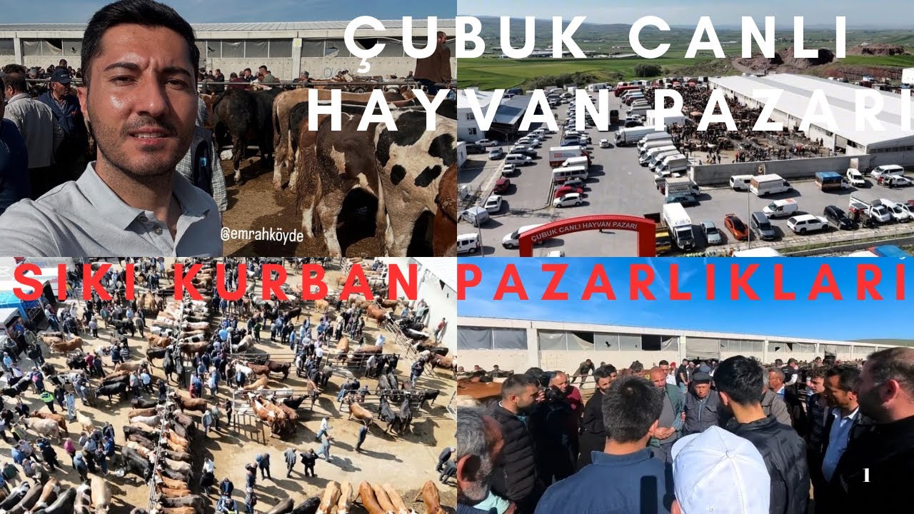KURBAN FİYATLARINDAKİ SON DURUM ? - SIKI KURBAN PAZARLIKLARI - ANKARA ÇUBUK CANLI HAYVAN PAZARI