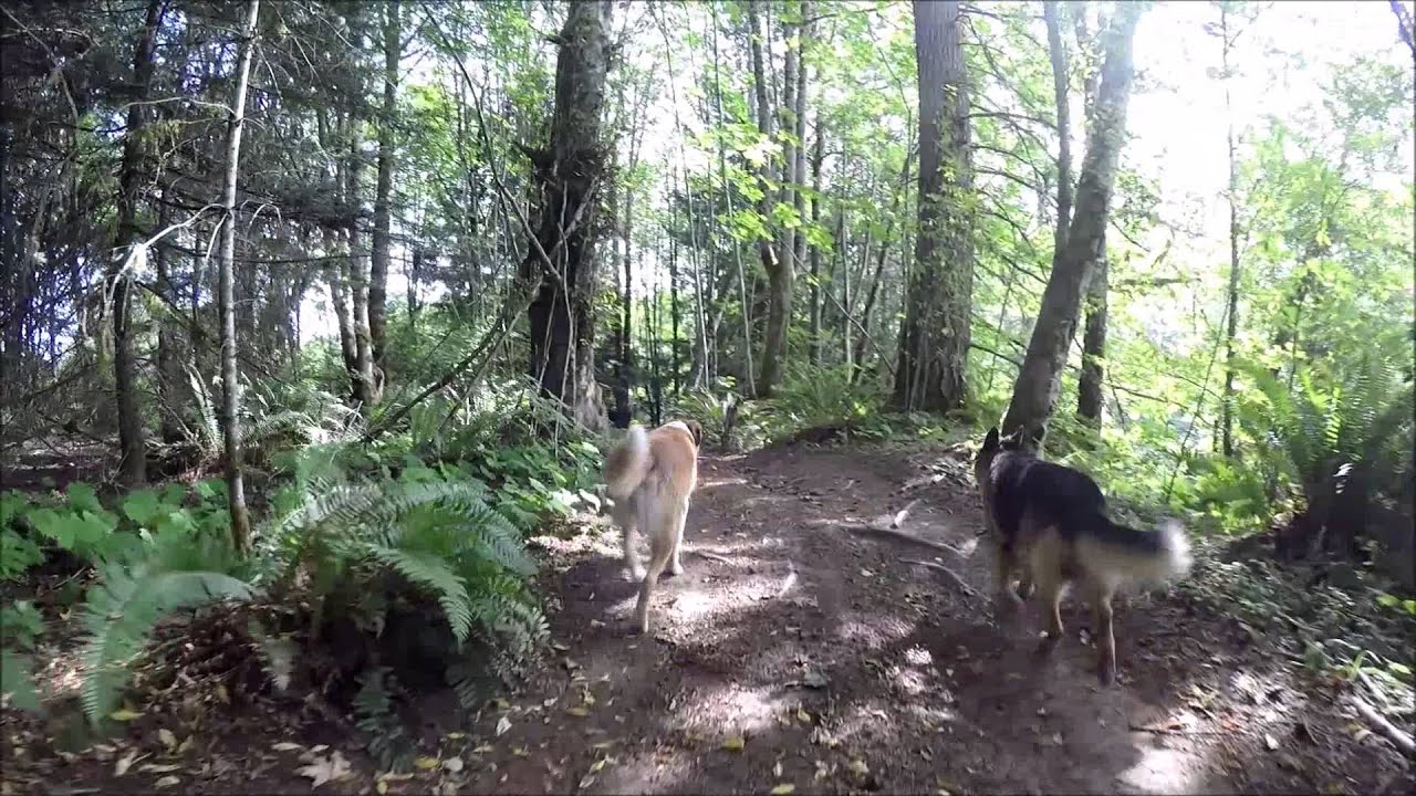 Cameron Bright hikes with K9s Unleashed July 15