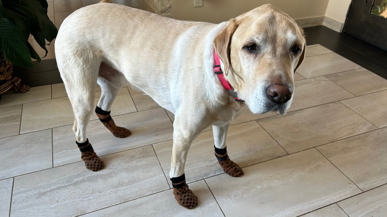 Great for Older Dogs! Non-Slip Dog Socks by AIEDOULER