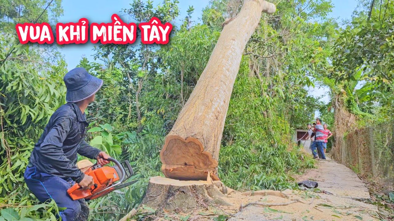 Cả Xóm kéo ra Phụ Vua Khỉ !!! cưa hạ cây Tràm Bồng Vàng  có nhánh trùm lên dây điện.