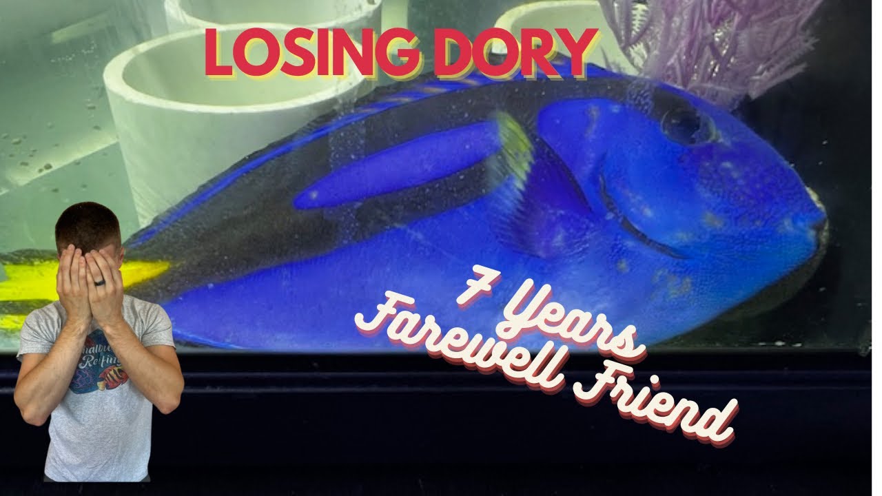 Losing Dory- 7 Years with my Blue Hippo Tang- Mysteriously Died