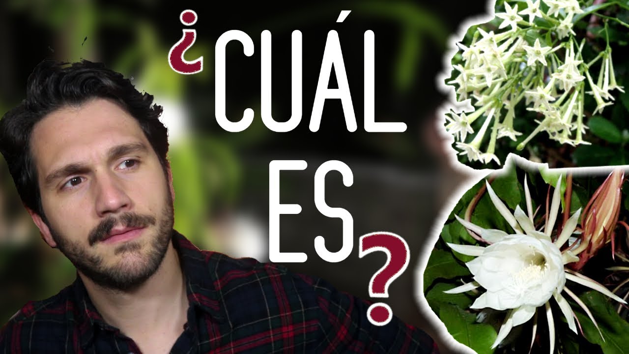🌼 C&oacute;mo sacar FLORES en la DAMA de NOCHE 🌛 Cestrum nocturnum