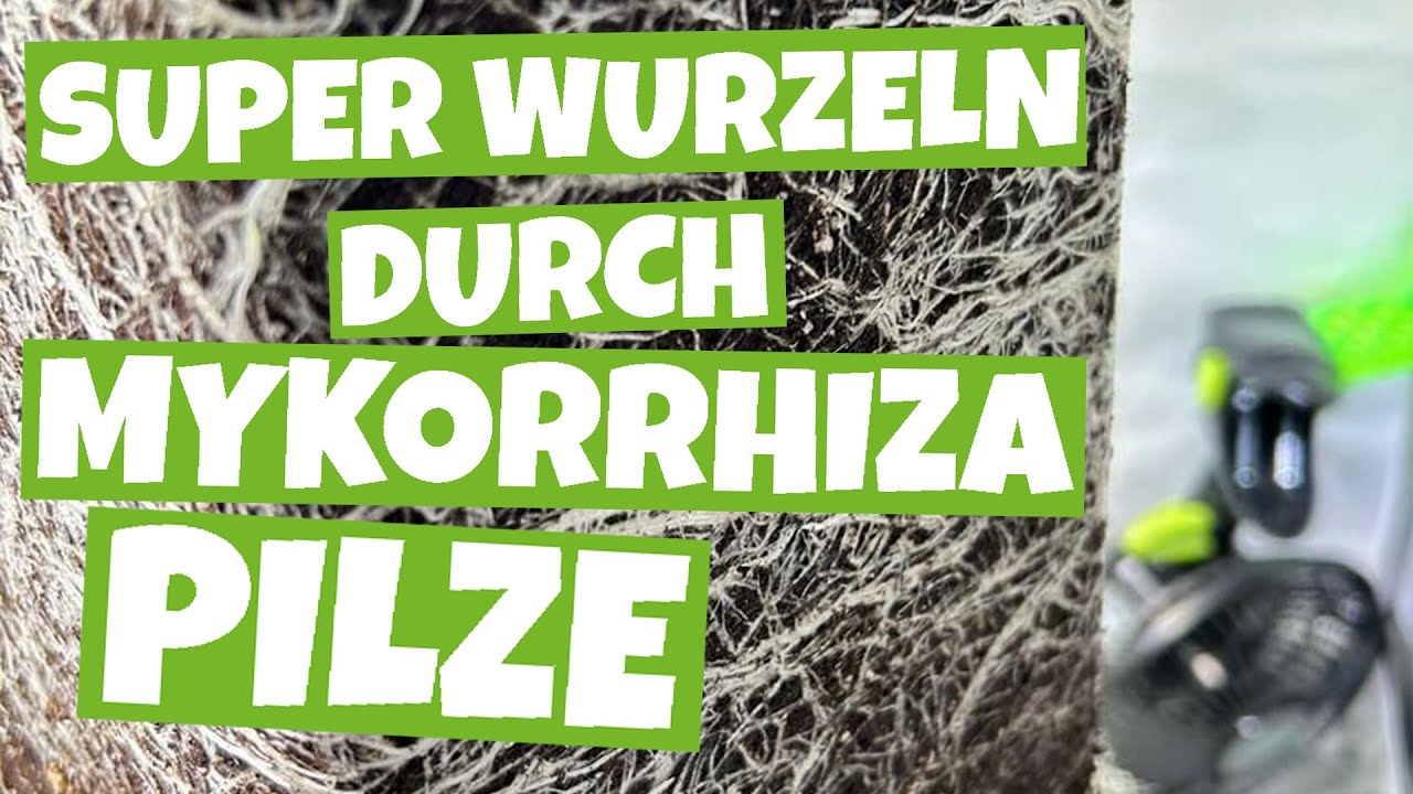 Mykorrhiza und CANNABIS| Pilz und Pflanze in perfekter Symbiose|Super Wurzeln und ges&uuml;ndere Pflanzen