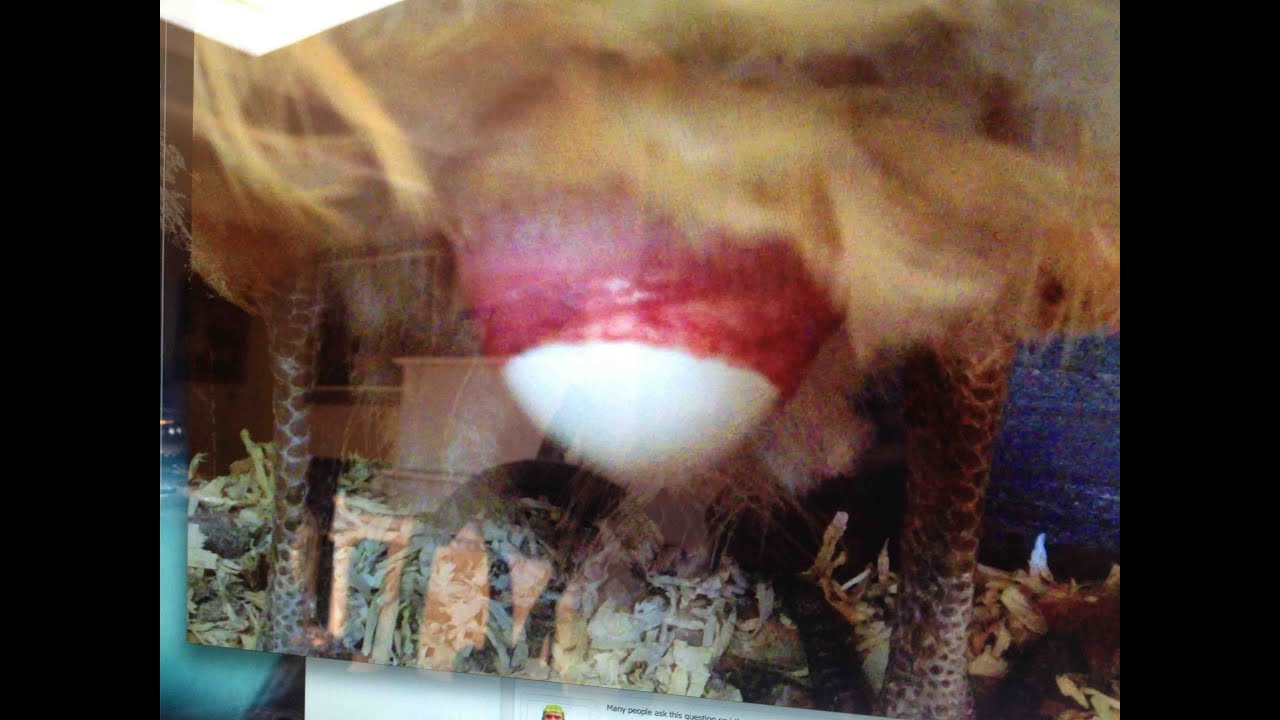 OUR CHICKEN LAYING HER VERY FIRST EGG IN HD    ***WARNING GRAPHIC***