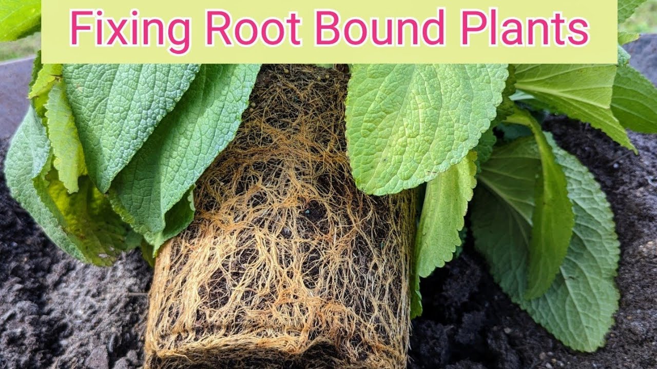Root bound plants - 2 ways to loosen the roots plus what NEVER to do!