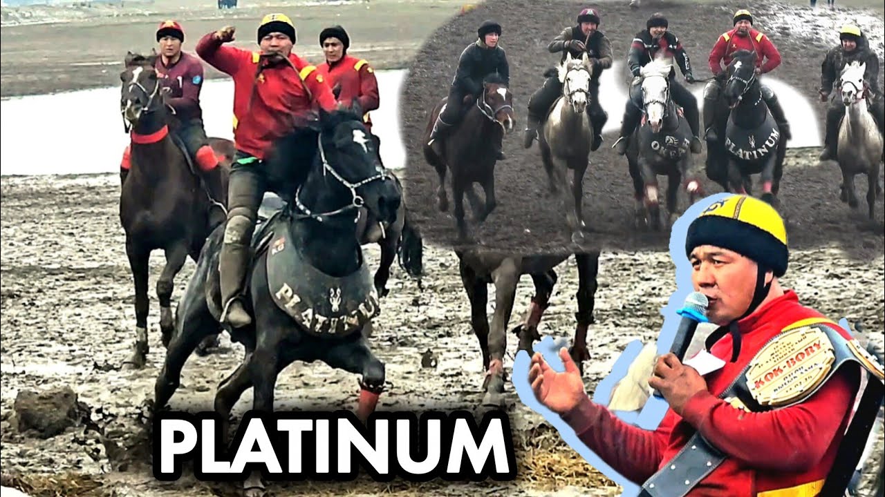 Платинум (Тасма) жаныбар 💥💥💥 Кайнап жаткан убагы ❤️‍🔥❤️‍🔥❤️‍🔥