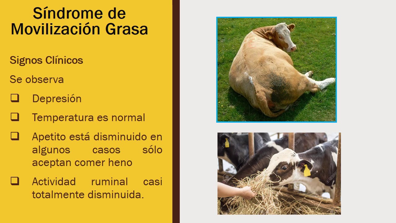 SINDROME DE LA VACA GORDA O DE MOVILIZACIÓN GRASA