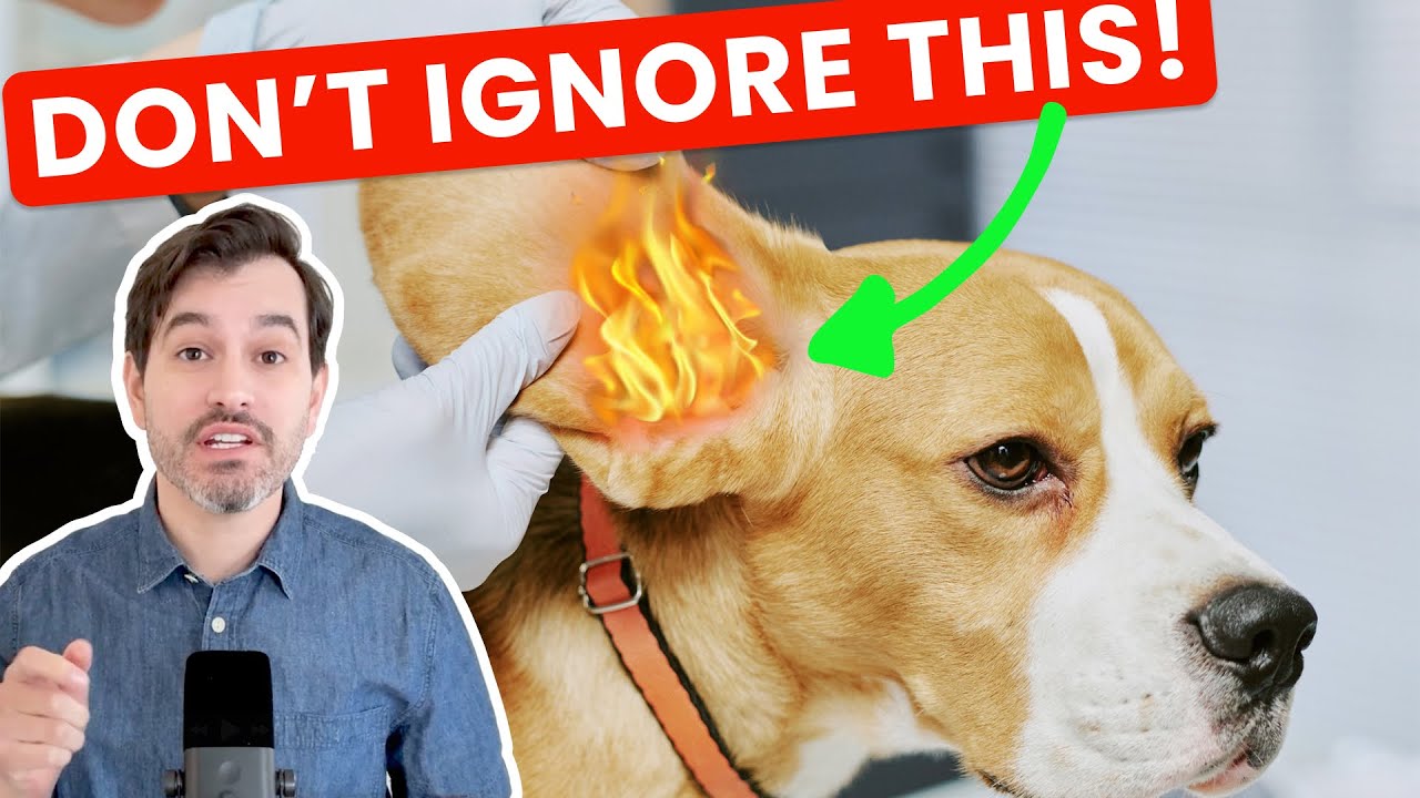 Stop Dog Ear Infections Early! Symptoms, Causes & Natural Remedies
