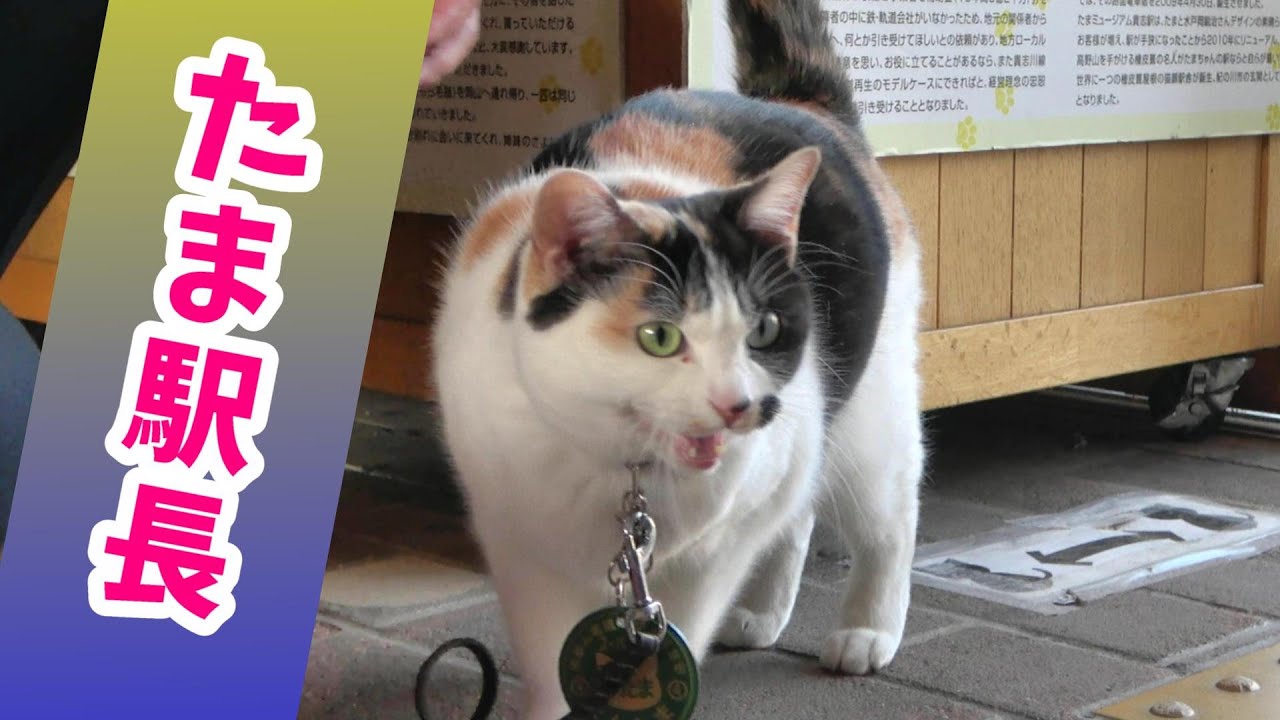 【猫駅長】和歌山電鉄貴志川線貴志駅の　たま駅長に会いに行く旅　A rural station where a cat is the stationmaster