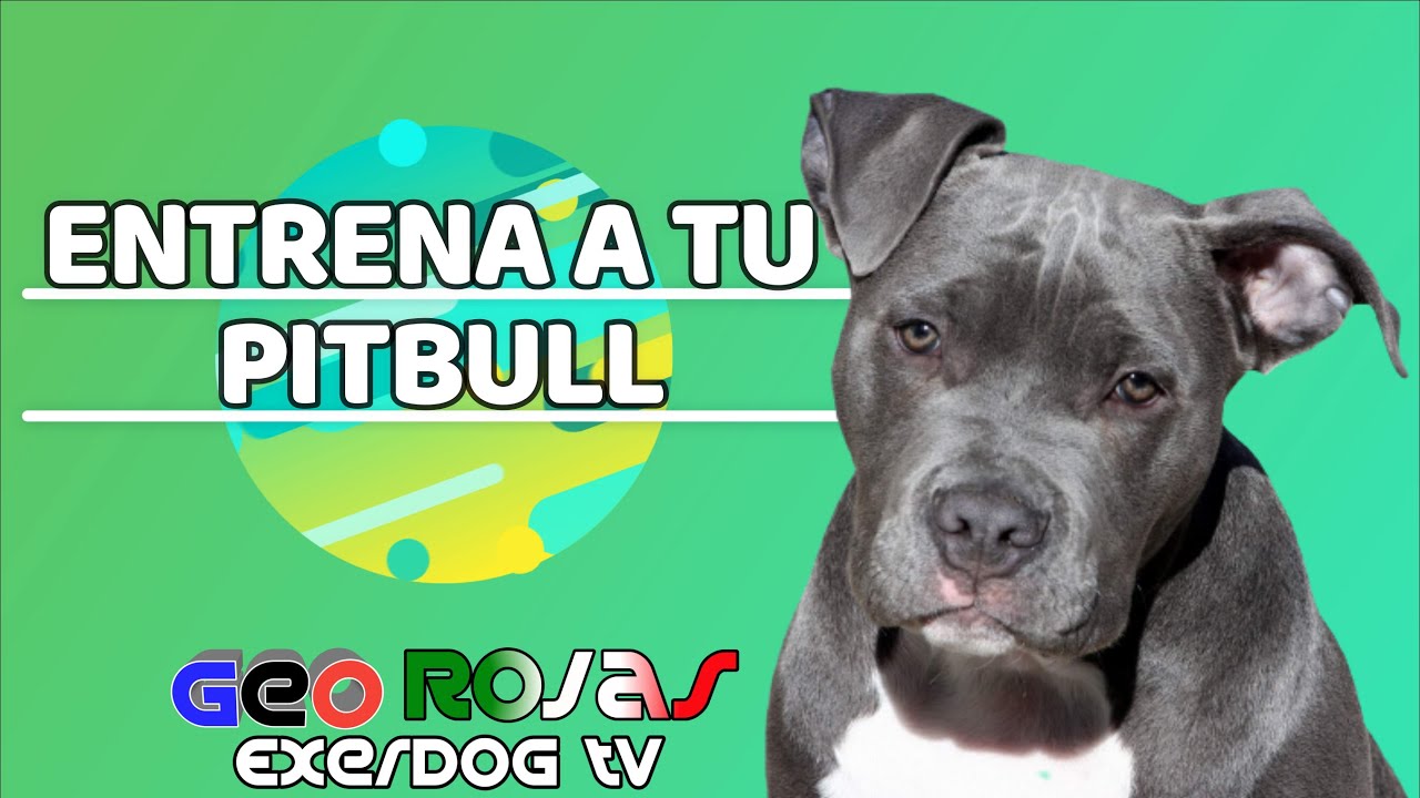Entrenamiento Básico Pitbull // COMO educar a UN PITBULL