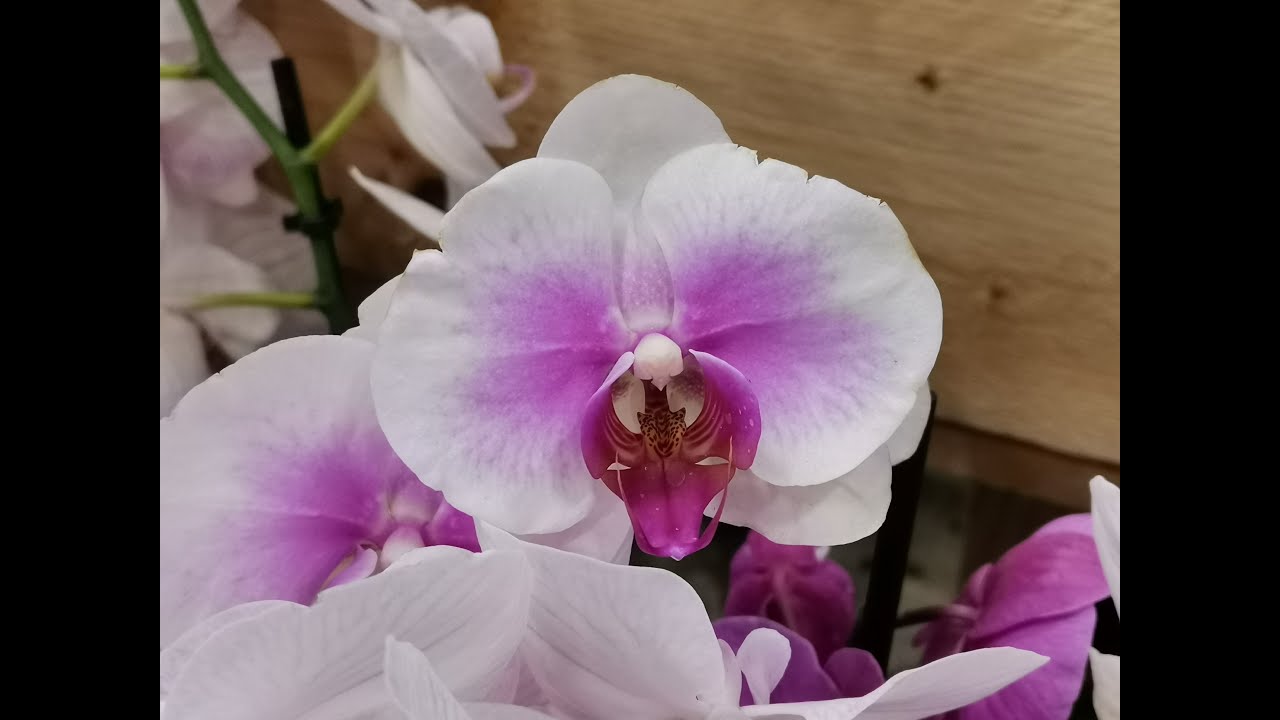 Phalaenopsis Orhideja - Voda, Prihrana, Zeleni Čaj ???